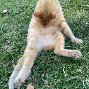 Meet your Posher, Chenoa